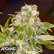Archive Seeds Rainbow Wreck