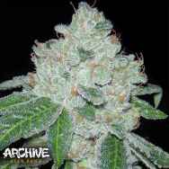 Archive Seeds Rocket Fuel