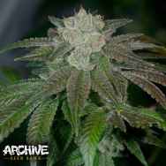 Archive Seeds RudeBoi OG