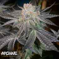 Archive Seeds Samoas