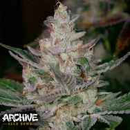 Archive Seeds Sour Face