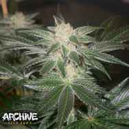 Archive Seeds Stink Bomb