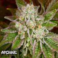 Archive Seeds Sweet Thang