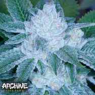 Archive Seeds Valley Girl