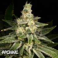 Archive Seeds Crazy Haze