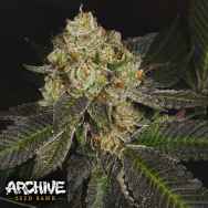 Archive Seeds Crippy Killer