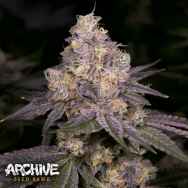 Archive Seeds Dark Dosi