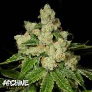 Archive Seeds Diesel Dough
