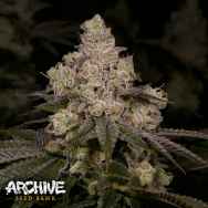 Archive Seeds Dolato