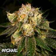 Archive Seeds Flak Jacket