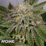 Archive Seeds Flavor Country