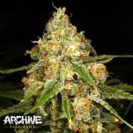 Archive Seeds Ginger Tea
