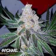 Archive Seeds Heat Wave