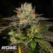 Archive Seeds Ice Cream Cone