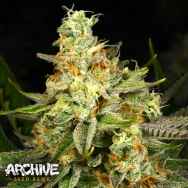 Archive Seeds Killer Bees