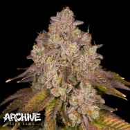 Archive Seeds Killz
