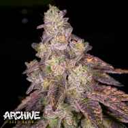 Archive Seeds Knockout