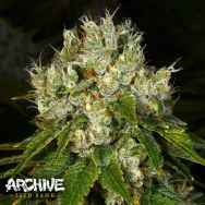 Archive Seeds Land Mine