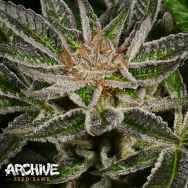 Archive Seeds Moon Drops