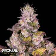 Archive Seeds Planet Diesel