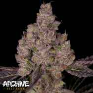 Archive Seeds Planet Sherb