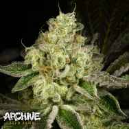 Archive Seeds Show Boat
