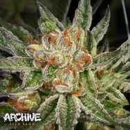 Archive Seeds ShowTime