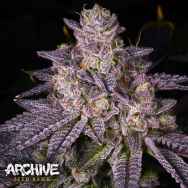 Archive Seeds Sonic Bloom