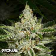 Archive Seeds The Vision