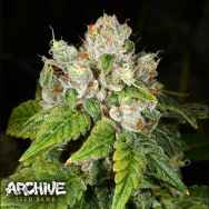 Archive Seeds Tidal Wave