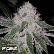 Archive Seeds Tire Fire