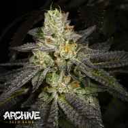 Archive Seeds Tropical Fusion