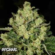 Archive Seeds Trunk Funk