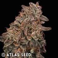 Atlas Seeds Banana Cream Sundae