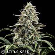 Atlas Seeds Blue Dream
