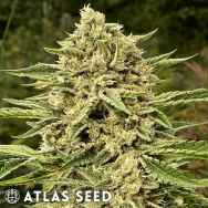 Atlas Seeds Blue Dream Auto