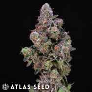 Atlas Seeds Blueberry Swirl
