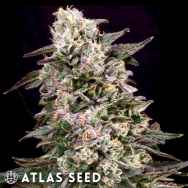 Atlas Seed Cheetah the Hut