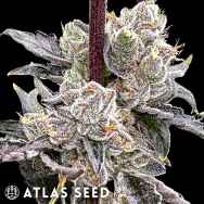 Atlas Seed Dry Erase Marker