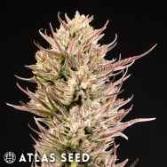 Atlas Seed Face Fat Auto