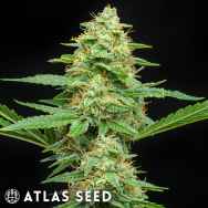 Atlas Seeds Froot By The Foot Auto