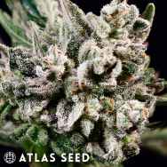 Atlas Seed GMO Bomb