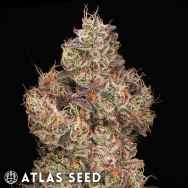 Atlas Seed Gopher Glue