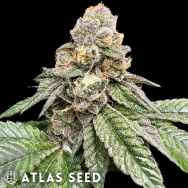 Atlas Seed Gorilla Burger