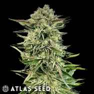 Atlas Seed Gorilla Guava