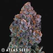 Atlas Seed Green Apple Candy