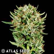 Atlas Seeds Gummibears Auto
