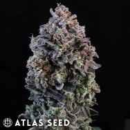 Atlas Seed Mendo Breath Auto
