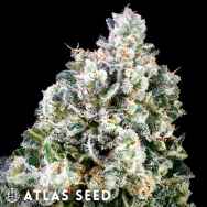 Atlas Seed Papaya Candy
