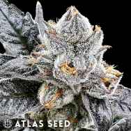 Atlas Seed Platinum Lemon Cherry Gelato AKA Platinum LCG